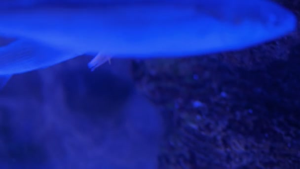 Две хищные рыбы едят креветки — стоковое видео