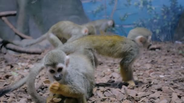 Small funny squirrel monkeys jumping, playing together — Stock Video