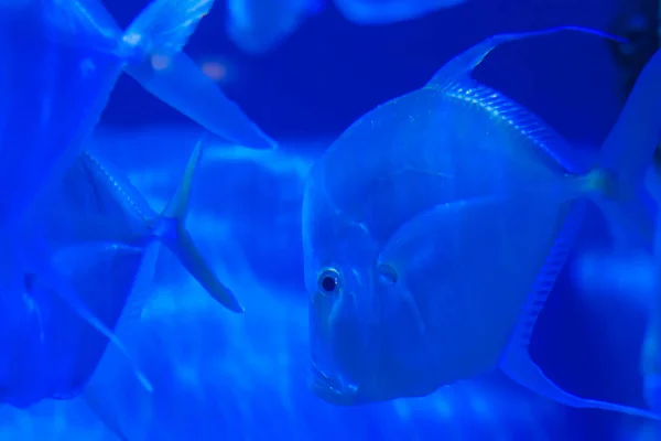 School of silver metynnis swimming in huge aquarium. Blue light