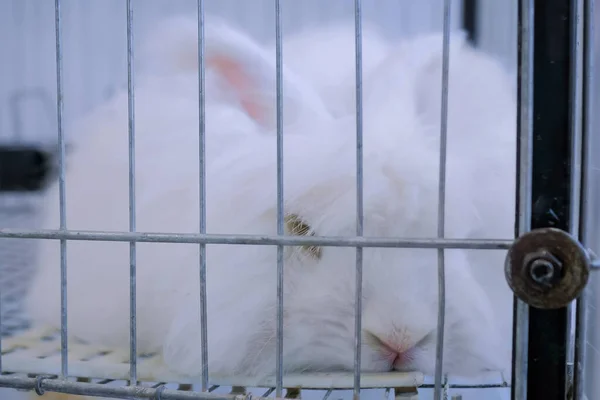 Fluffy white Angora rabbit in the cage at agricultural animal exhibition, market