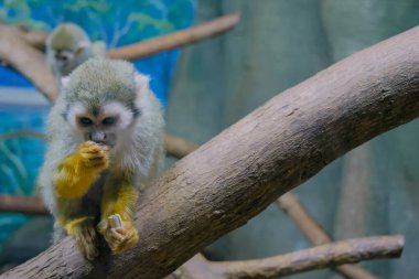 Sincap maymunu kabak çekirdeği yiyor.