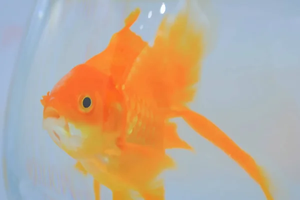 Goldfish swimming around in bowl