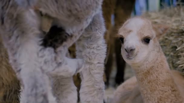 Schattige kleine Alpaca op landbouwhuisdieren tentoonstelling, beurs — Stockvideo