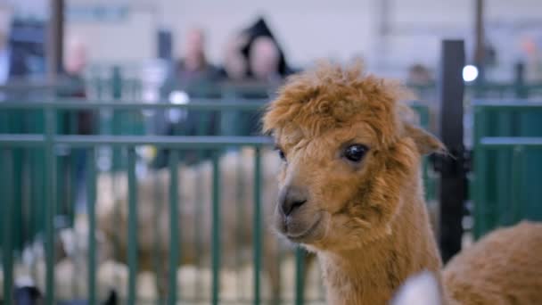 Portrait of brown alpaca at agricultural animal exhibition- close up view — Stock Video