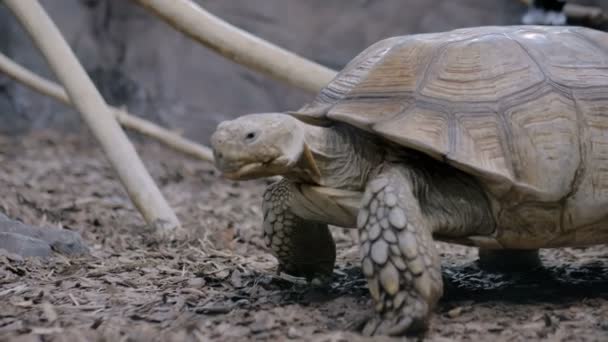 Retrato de tortuga perezosa grande — Vídeo de stock