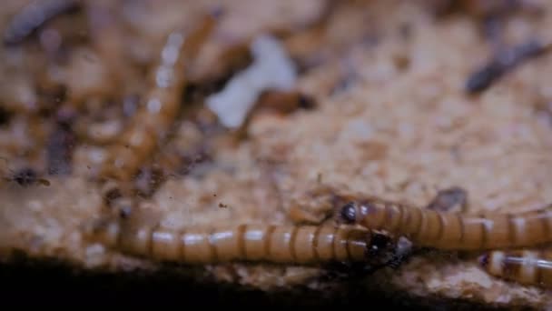 Gruppe von zophobas morio Würmern im Terrarium — Stockvideo