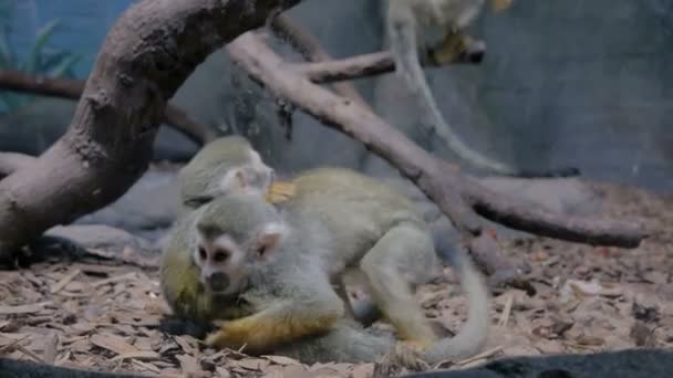 Pequeños monos ardilla divertida saltando, jugando juntos — Vídeo de stock