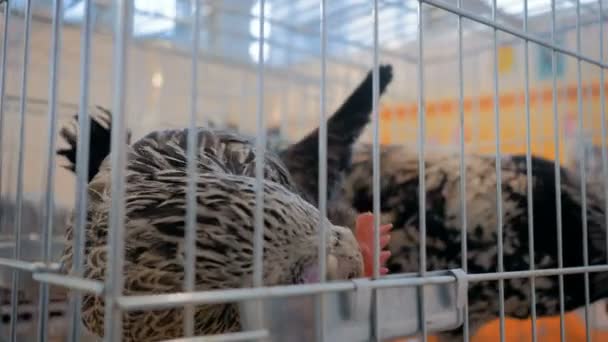 Pollos comiendo semillas en la jaula en la exposición de animales agrícolas, mercado — Vídeos de Stock