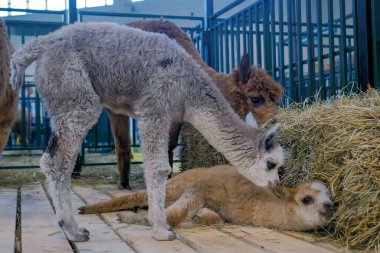 Tarımsal hayvan sergisinde yan yana dinlenen iki küçük alpaka.