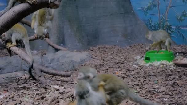 Pequeños monos ardilla divertida saltando, jugando juntos — Vídeos de Stock