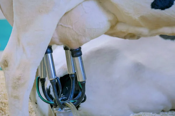 Sığır çiftliğindeki otomatik inek sağma tesisi ekipmanı