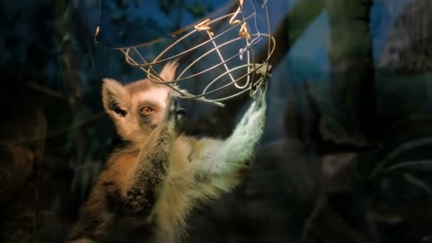 Nyfiken lemur ser sig omkring — Stockvideo