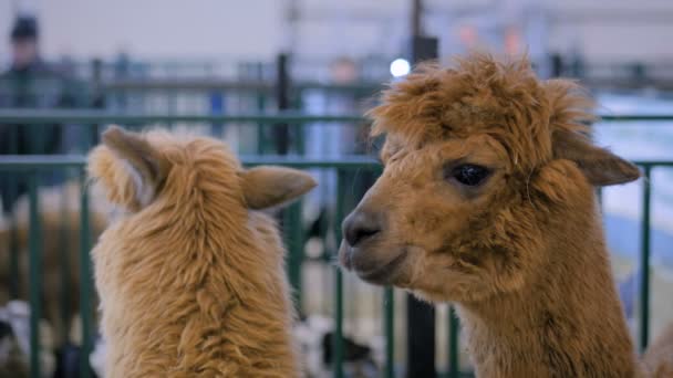 Portrait of brown alpaca at agricultural animal exhibition - close up view — Stock Video