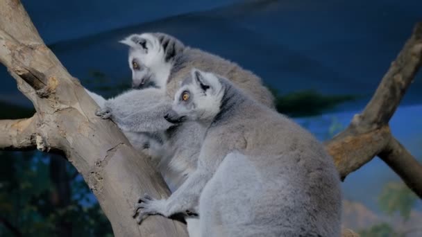 Due buffi lemuri seduti sull'albero — Video Stock