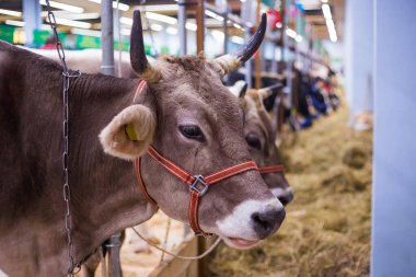Tarımsal hayvan sergisinde inek portresi