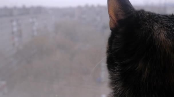 Schwarze Katze sitzt auf Fensterbank und blickt auf Fenster - Rückansicht, Nahaufnahme — Stockvideo
