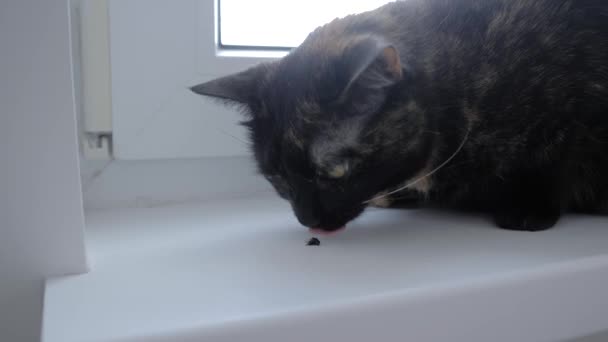 Macska feküdt az ablakpárkányon, és eszik kis légy otthon - lassított felvétel, közelről — Stock videók