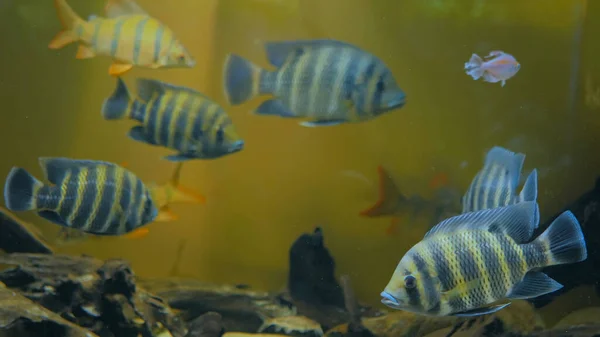 Shoal of colourful fishes swimming in huge aquarium
