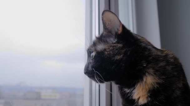 Svart katt sitter på fönsterbrädan och tittar på fönstret - sidovy, närbild — Stockvideo