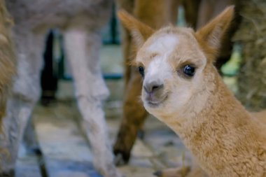 Sevimli küçük alpaka portresi tarım hayvan fuarında kamera bakarak, ticaret fuarı - yakın. Tarım, aile, tarım sanayi, hayvancılık, hayvancılık kavramı
