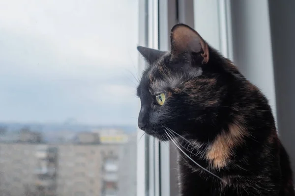 Side view: portrait of black cat with wide open eyes sitting on windowsill and looking at window at home - close up side view. Animal and pet concept