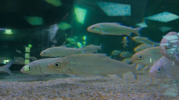 Bacalao de peces de plata nadando en un enorme acuario — Foto de Stock