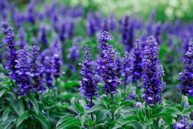 Mor Bilge Çiçekler ve Yeşil Şifalı Bitki