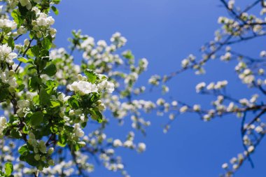 Çiçekli elma dalı mavi gökyüzüne karşı