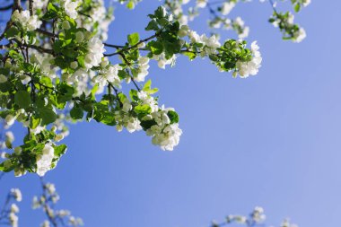 Çiçekli elma dalı mavi gökyüzüne karşı