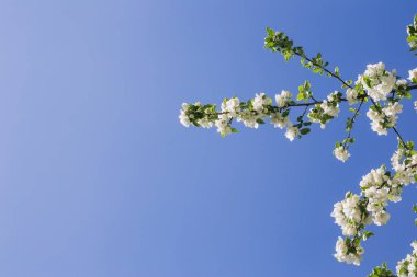 Çiçekli elma dalı mavi gökyüzüne karşı