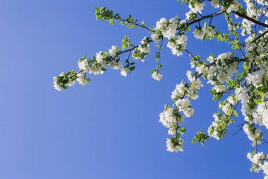 Çiçekli elma dalı mavi gökyüzüne karşı