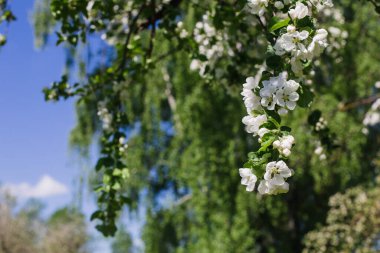 Yeşil arka planda çiçek açan elma dalı