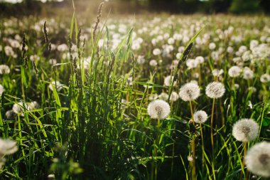 Köydeki bir tarlada beyaz karahindibalar ve yeşil otlar.