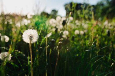 Köydeki bir tarlada beyaz karahindibalar ve yeşil otlar.