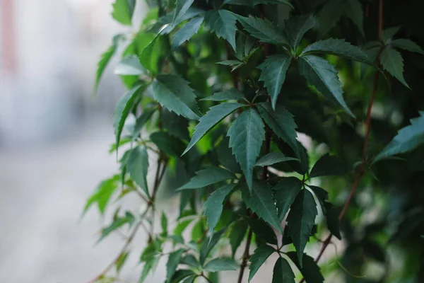 climbing plant on the wall. aesthetics of the city. Plants on the fence in the city