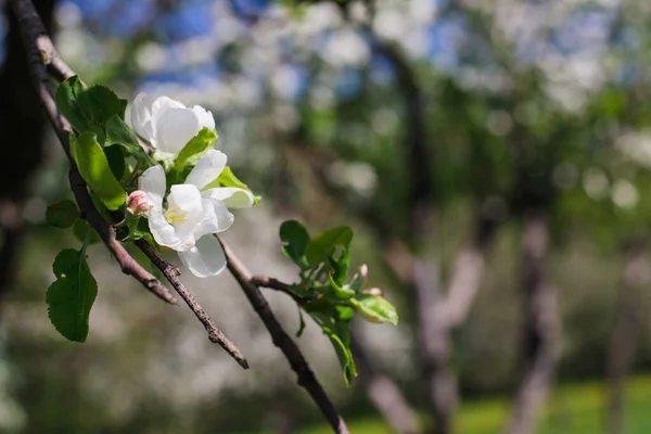 緑の背景にリンゴの木の枝を開花 — ストック写真