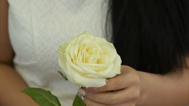 Mãos femininas tocando rosa branca — Vídeo de Stock