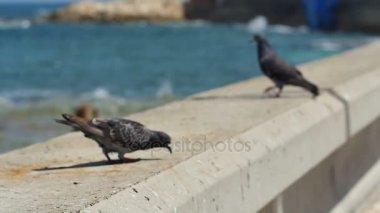 Deniz kenarında oturan güvercin çifti