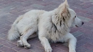 Beyaz sokak köpek havlamasını bir kaldırımda yalan