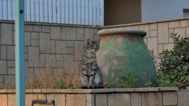 Wilde kat, zittend op de stenen muur van de straat — Stockvideo