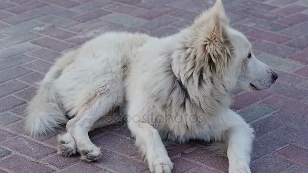 Біла вулична собака гавкає, лежачи на тротуарі — стокове відео