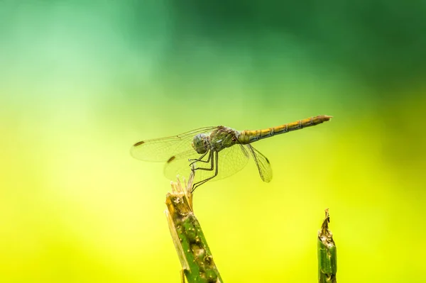 Yusufçuk güzel bir arka plan üzerinde
