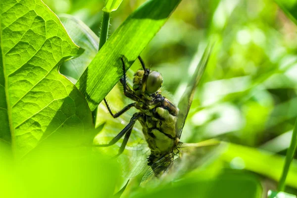 Büyük yeşil yusufçuk çim