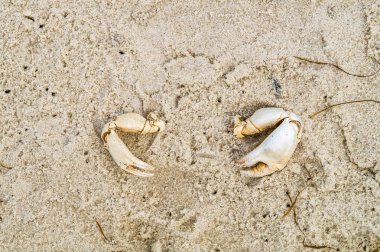 Pençeleri tr kum Yengeç