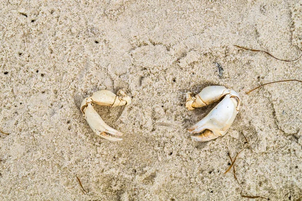 Pençeleri tr kum Yengeç