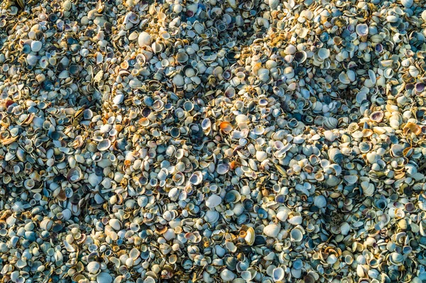 Conchas Textura playa — Foto de Stock