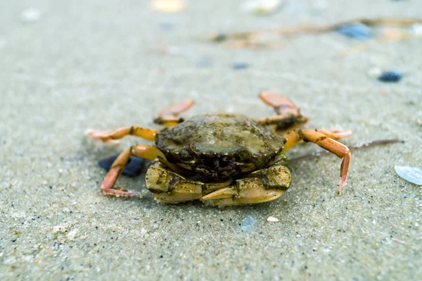 Kumlu sahilde Yengeç