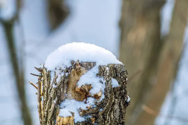 Rüzgârla oluşan kar yığını bir güdük üzerinde