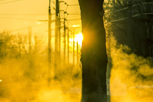 Bir ağacın arkasından güneş parlar. Kış dawn