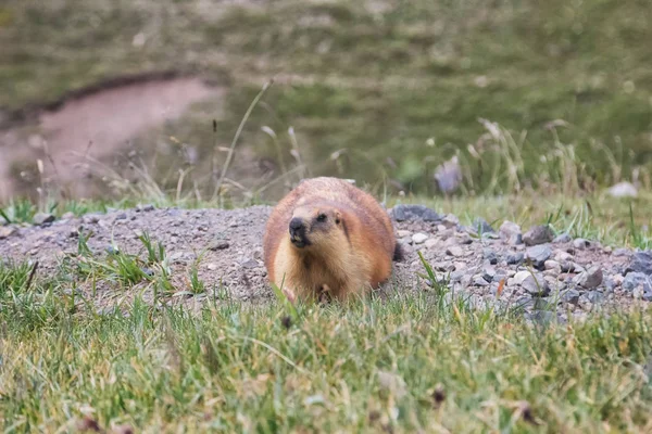 Buzlu Dağ sıçanı oturur